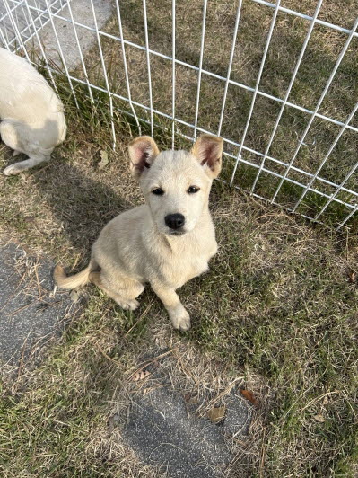 보호중 믹스견의 가…